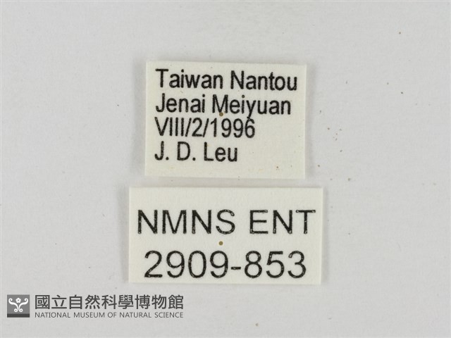 墨子黃斑弄蝶藏品圖，第3張