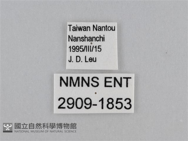 江崎波眼蝶藏品圖，第3張
