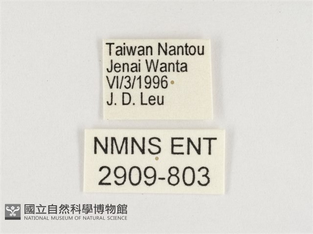 傲白蛺蝶藏品圖，第3張