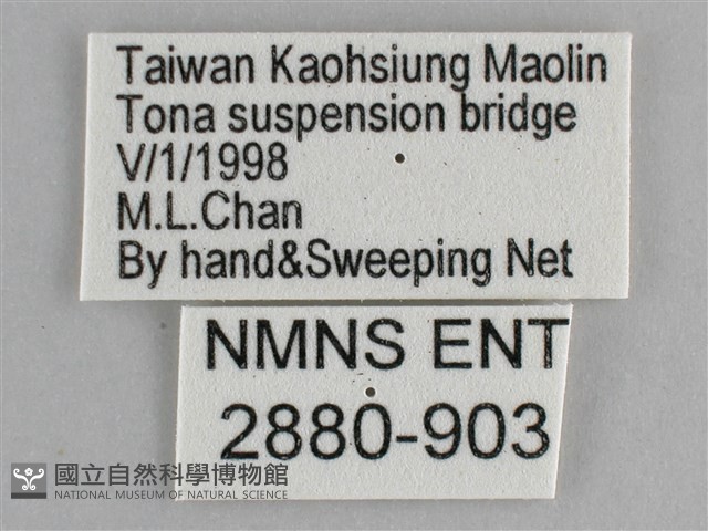 臺灣環蛺蝶藏品圖，第3張