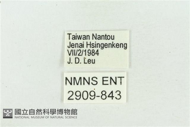 阿里山鐵灰蝶藏品圖，第3張
