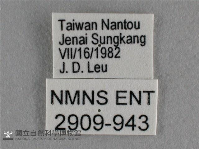 紫日灰蝶藏品圖，第3張