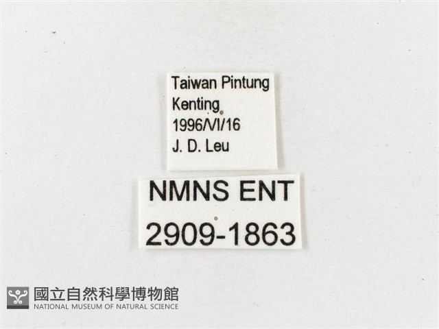 白帶波眼蝶藏品圖，第3張