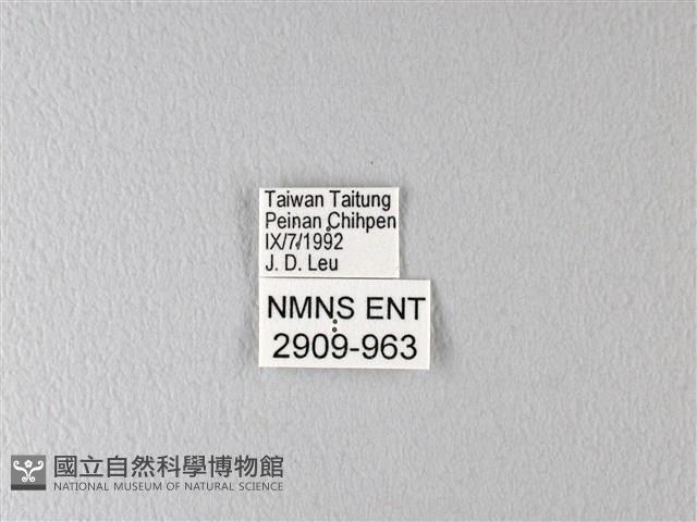 多姿麝鳳蝶藏品圖，第3張