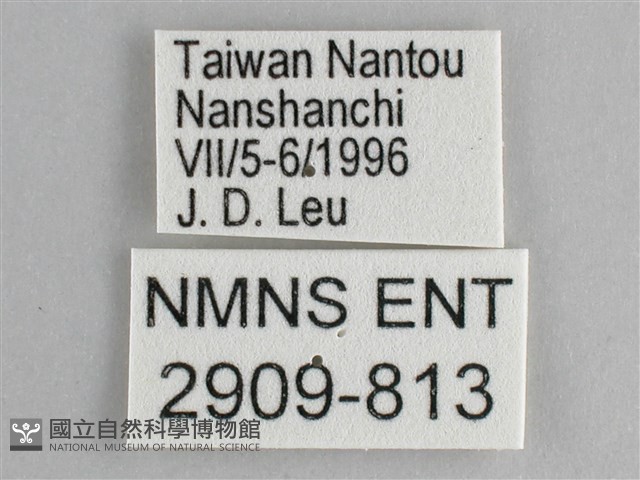 鋸粉蝶藏品圖，第3張