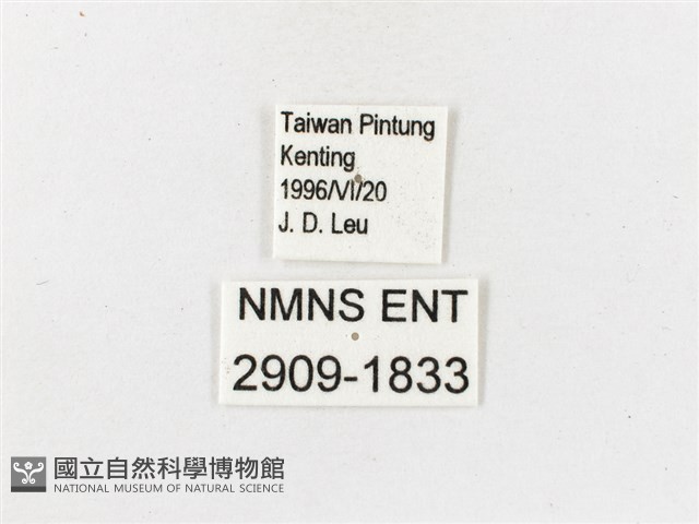 白漪波眼蝶藏品圖，第3張