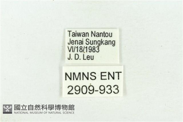 褐翅青灰蝶藏品圖，第3張