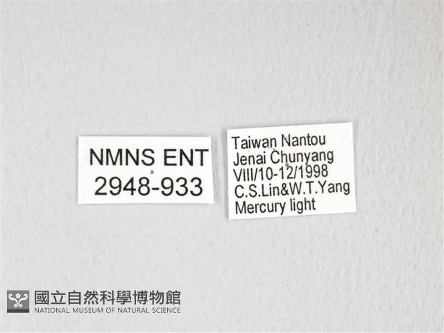 黃豹天蠶蛾藏品圖，第3張