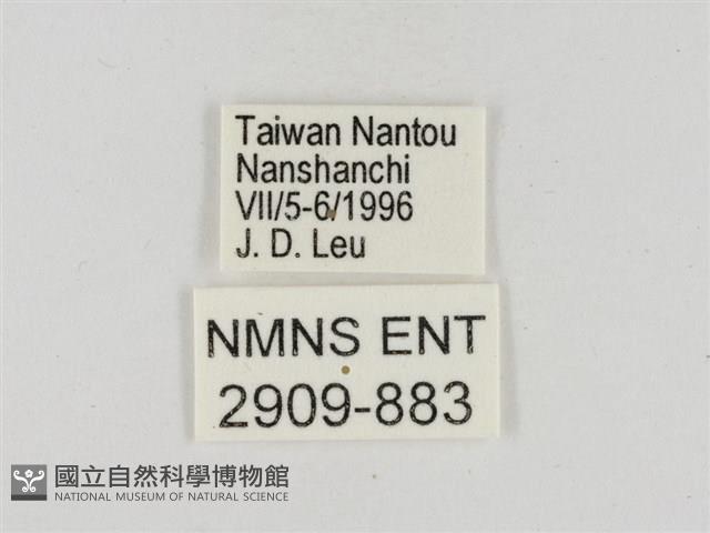 淡褐脈粉蝶藏品圖，第3張