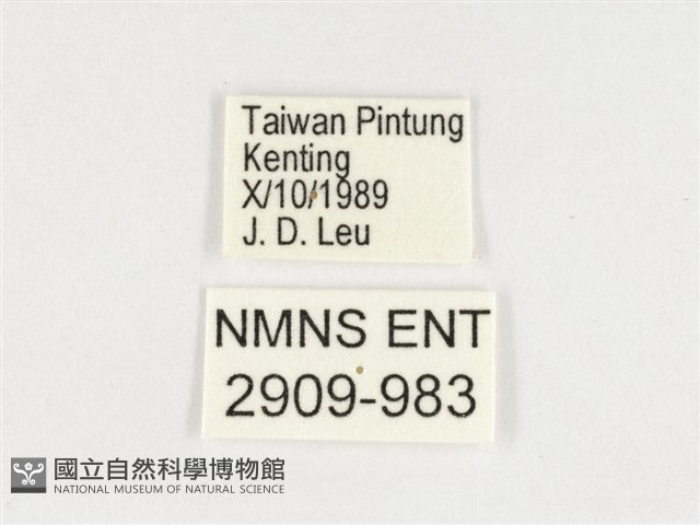 小紫斑蝶藏品圖，第3張