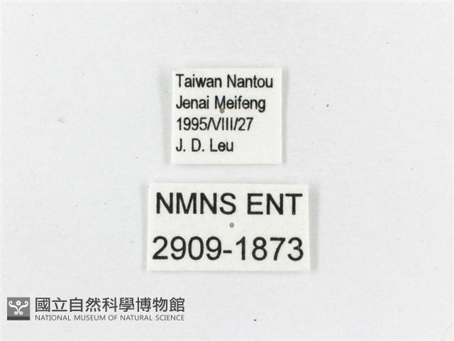 白斑蔭眼蝶藏品圖，第3張