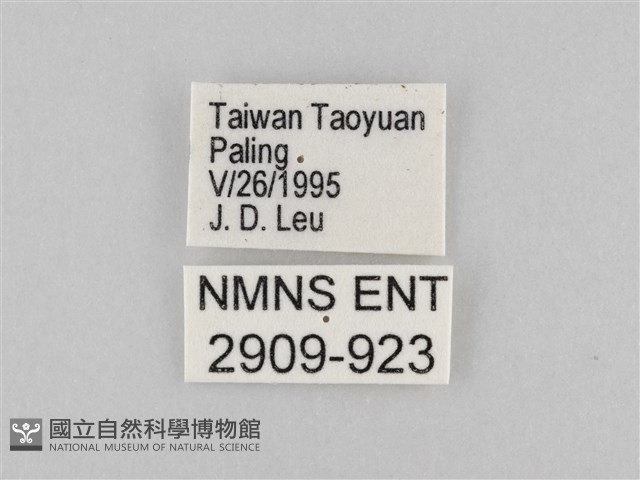 大波眼蝶藏品圖，第3張