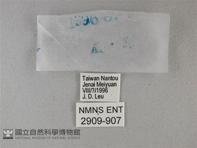 黑星弄蝶藏品圖，第3張