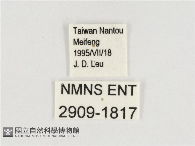 棕褐黛眼蝶藏品圖，第3張