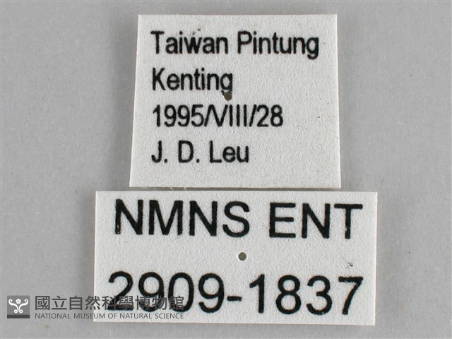 大幽眼蝶藏品圖，第3張