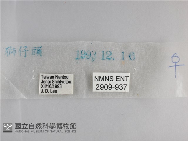 森林暮眼蝶、黑樹蔭蝶藏品圖，第3張