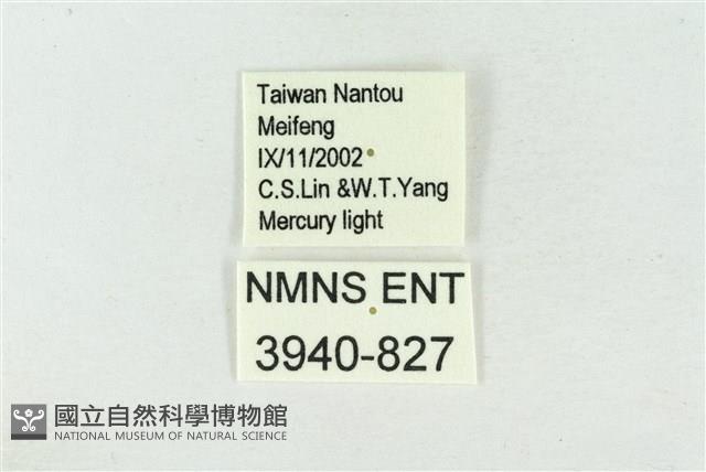 臺洒波紋蛾藏品圖，第3張