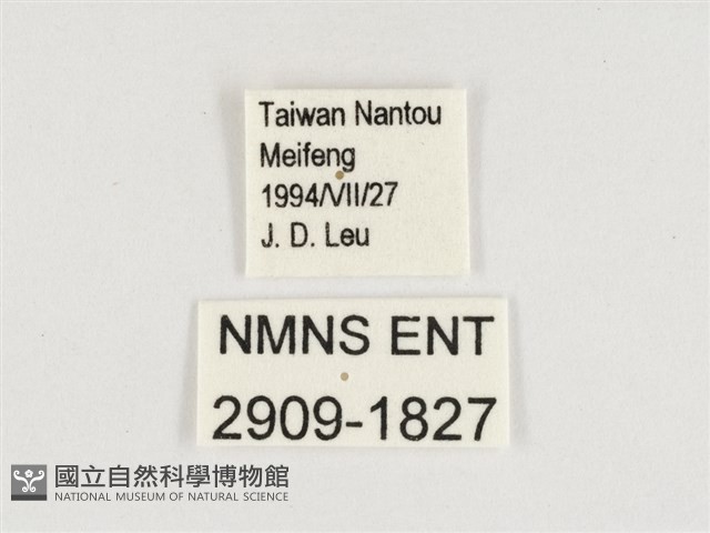 棕褐黛眼蝶藏品圖，第3張