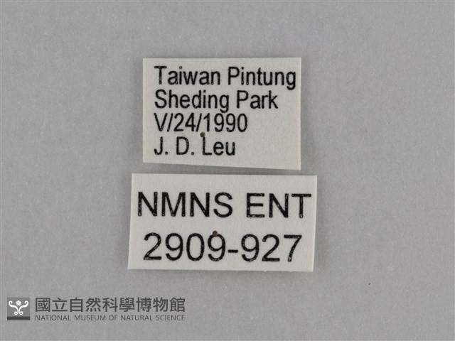 異紋紫斑蝶藏品圖，第3張
