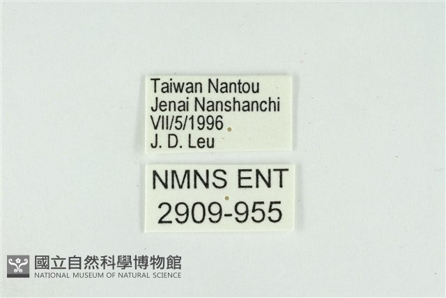 東方喙蝶藏品圖，第3張
