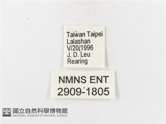 大紫蛺蝶藏品圖，第3張
