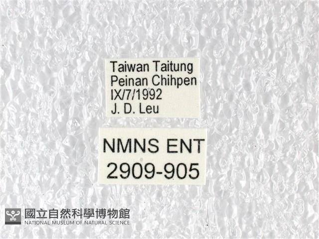 多姿麝鳳蝶藏品圖，第3張