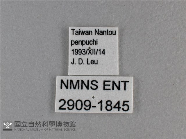 長紋黛眼蝶藏品圖，第3張