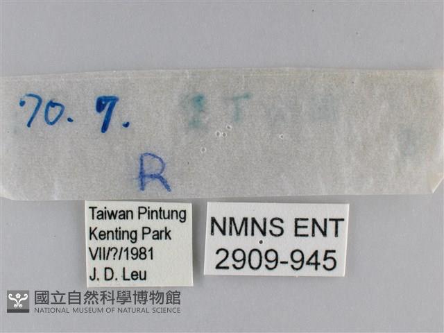 尖翅尖粉蝶藏品圖，第3張