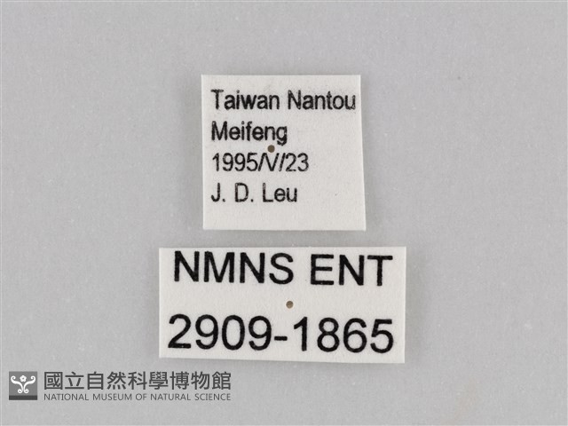 深山黛眼蝶藏品圖，第3張