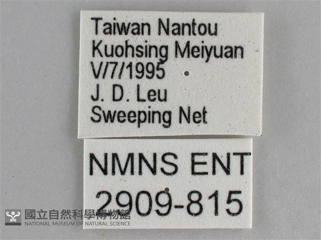 細帶環蛺蝶藏品圖，第3張