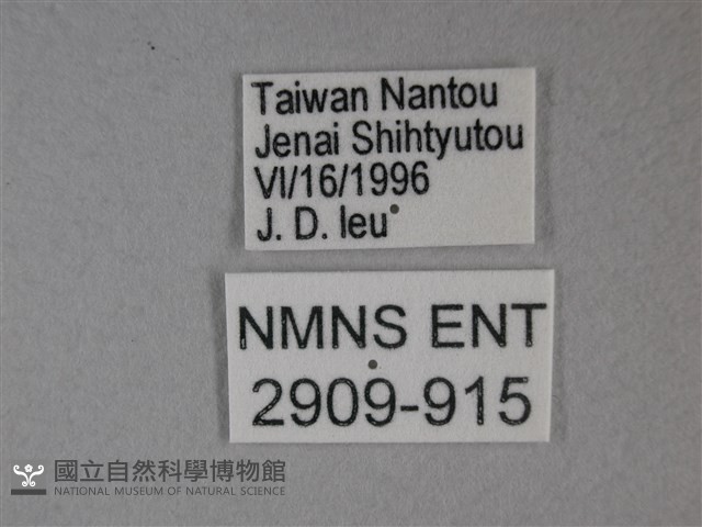 枯葉蝶藏品圖，第3張