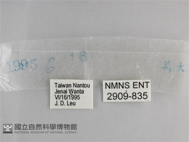 森林暮眼蝶、黑樹蔭蝶藏品圖，第3張