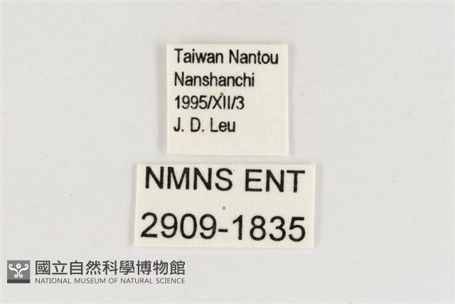 稻眉眼蝶藏品圖，第3張