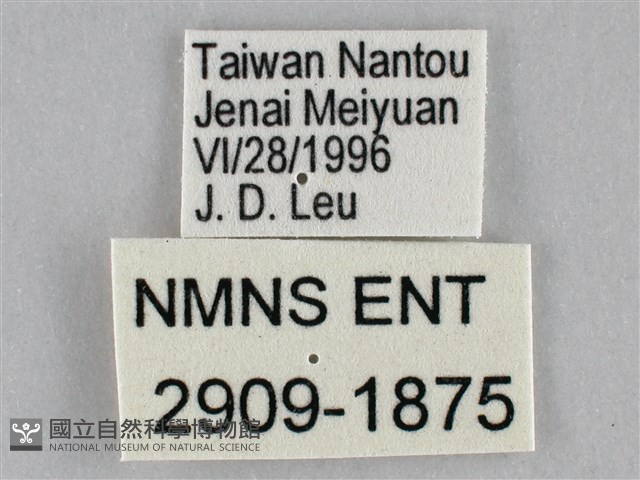 金鎧蛺蝶藏品圖，第3張