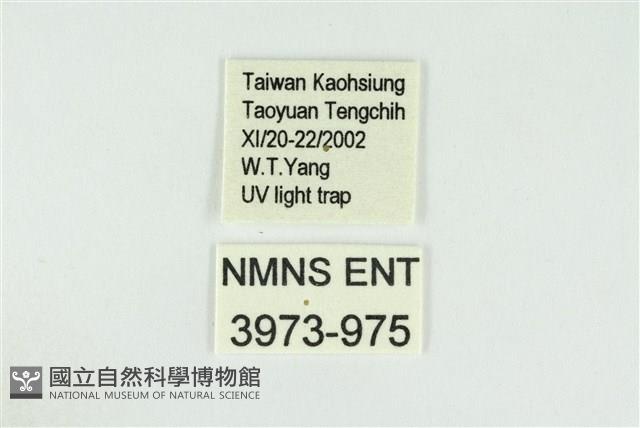 寬紋黃毒蛾藏品圖，第3張