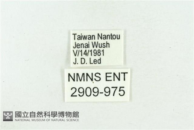 高砂燕灰蝶藏品圖，第3張