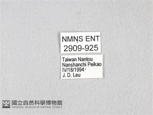 黃星斑鳳蝶藏品圖，第3張