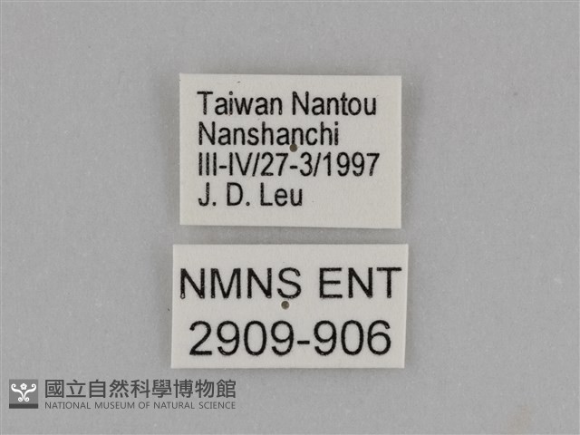臺灣絹蛺蝶藏品圖，第3張