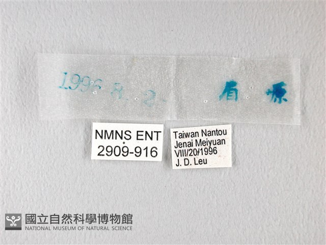 橙翅傘弄蝶藏品圖，第3張