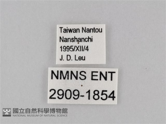 小波眼蝶藏品圖，第3張
