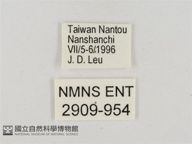 淡褐脈粉蝶藏品圖，第3張