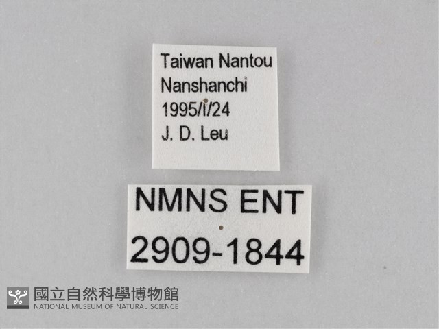 小波眼蝶藏品圖，第3張