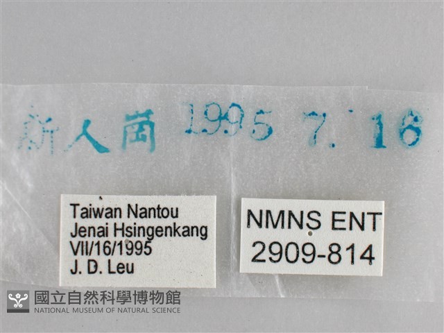 大幽眼蝶藏品圖，第3張