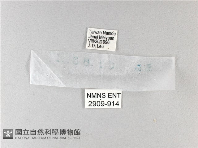白弄蝶藏品圖，第3張