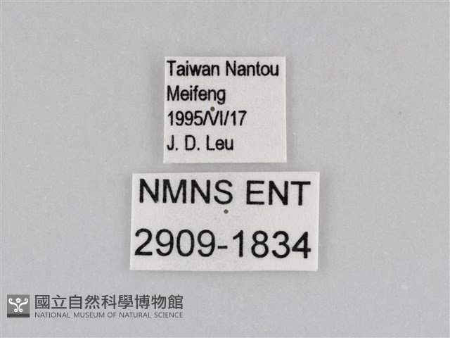 深山黛眼蝶藏品圖，第3張