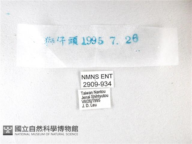 綠弄蝶藏品圖，第3張