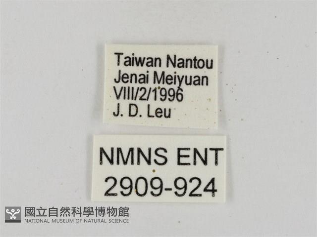 淡黃斑弄蝶藏品圖，第3張