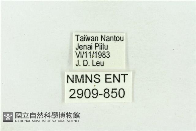 珠灰蝶藏品圖，第3張