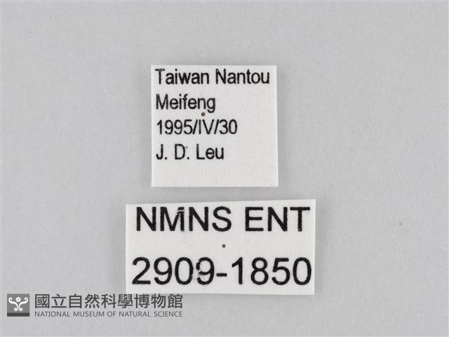 大波眼蝶藏品圖，第3張