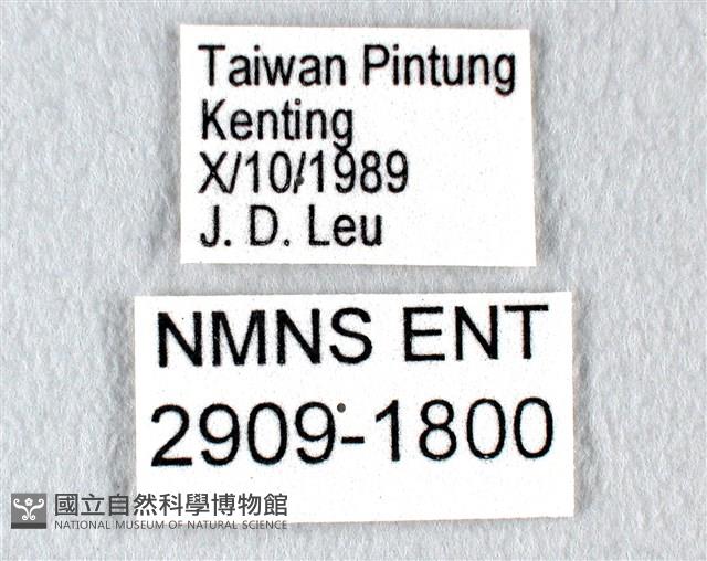 翠斑青鳳蝶藏品圖，第3張